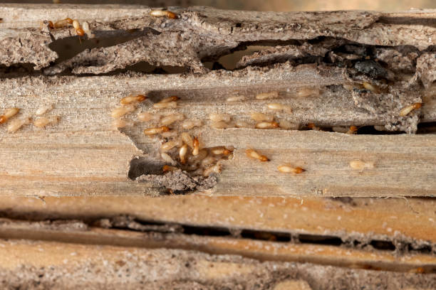 Best Exterminator Services  in Marysville, WA